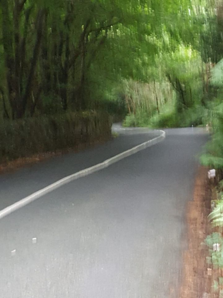 A road with trees on the side

Description automatically generated with low confidence